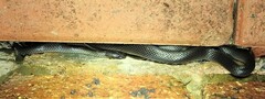 Cryptophis nigrescens