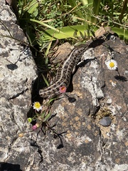 Trachylepis capensis