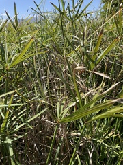 Cyperus textilis