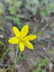 Narcissus cavanillesii