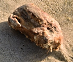 Pyura stolonifera