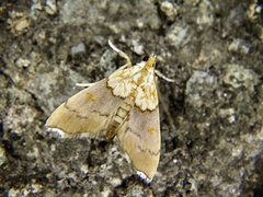 Agrotera nemoralis