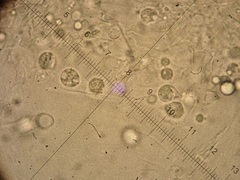 Cuphophyllus roseascens