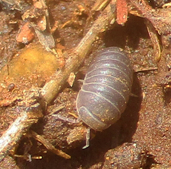 Holoverticata
