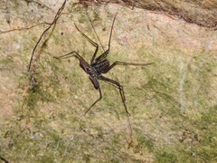 Phrynidae