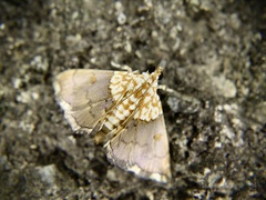 Agrotera posticalis