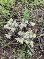 Helichrysum spiralepis