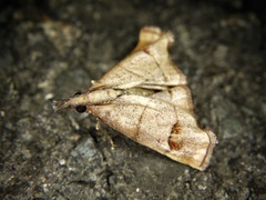 Eulophopalpia pauperalis