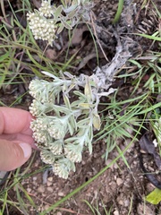 Helichrysum spiralepis
