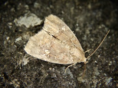 Amyna stellata