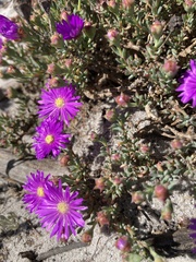 Lampranthus emarginatus
