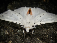 Spilosoma punctaria