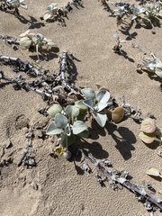 Arctotheca populifolia