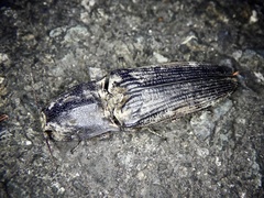 Cryptalaus larvatus pini