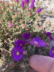 Lampranthus emarginatus