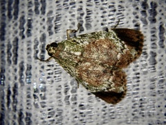 Orthaga euadrusalis