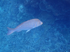 Lethrinus nebulosus