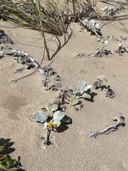 Arctotheca populifolia