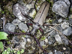 Aegosoma sinicum sinicum