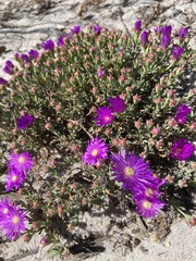 Lampranthus emarginatus