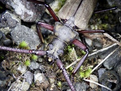 Aegosoma sinicum sinicum