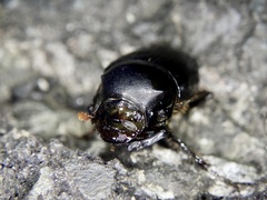Onthophagus lenzii