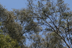 Pyrocephalus rubinus