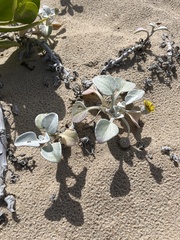 Arctotheca populifolia