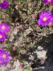 Lampranthus emarginatus