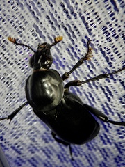 Nicrophorus concolor