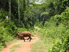 Syncerus caffer nanus