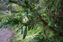 Melaleuca salicina
