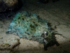 Dolabella auricularia