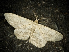 Hypomecis punctinalis conferenda