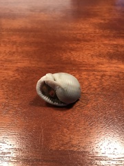 Semicassis granulata