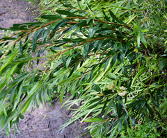 Melaleuca salicina