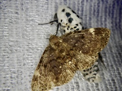 Diomea cremata