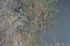 Typha latifolia