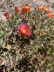 Lampranthus glaucoides