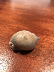 Semicassis granulata