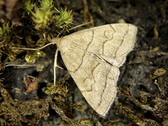 Herminia arenosa
