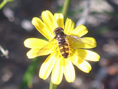 Melangyna