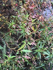 Persicaria extremiorientalis