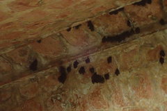 Artibeus jamaicensis yucatanicus