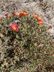 Lampranthus glaucoides