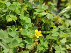 Oxalis
