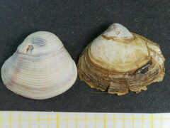 Varicorbula gibba