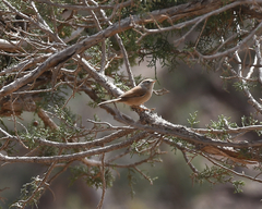 Curruca deserticola