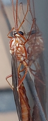 Ophion obscuratus
