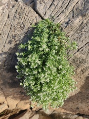 Corrigiola litoralis